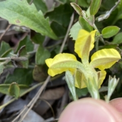 Goodenia hederacea at Jerrabomberra, NSW - 15 Oct 2022 05:13 PM