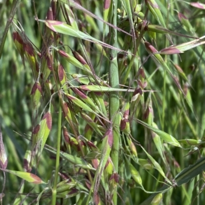 Ehrharta longiflora (Annual Veldt Grass) at Symonston, ACT - 15 Oct 2022 by Steve_Bok