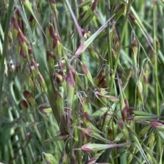 Ehrharta longiflora at Symonston, ACT - 15 Oct 2022 02:56 PM