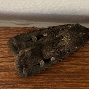 Agrotis infusa at Jerrabomberra, NSW - suppressed