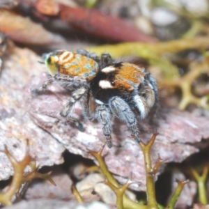 Maratus plumosus at Cavan, NSW - 15 Oct 2022 10:55 AM