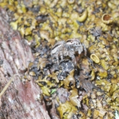 Maratus plumosus at Cavan, NSW - 15 Oct 2022 10:55 AM