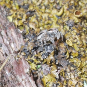 Maratus plumosus at Cavan, NSW - 15 Oct 2022 10:55 AM