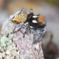 Maratus plumosus at Cavan, NSW - 15 Oct 2022 10:55 AM