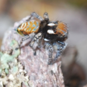 Maratus plumosus at Cavan, NSW - 15 Oct 2022