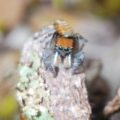 Maratus plumosus at Cavan, NSW - 15 Oct 2022