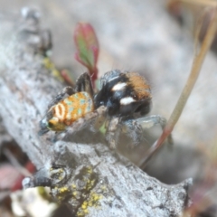 Maratus plumosus at Cavan, NSW - 15 Oct 2022 10:55 AM