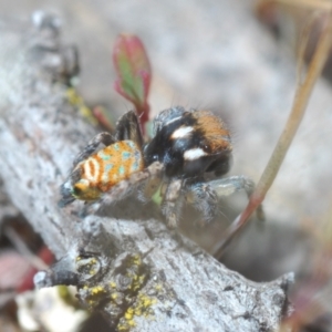 Maratus plumosus at Cavan, NSW - 15 Oct 2022 10:55 AM