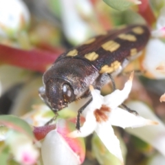 Castiarina parallela (A Jewel Beetle) at Cavan, NSW - 14 Oct 2022 by Harrisi