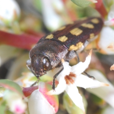 Castiarina parallela (A Jewel Beetle) at Cavan, NSW - 14 Oct 2022 by Harrisi