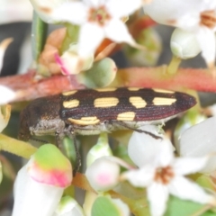 Castiarina parallela at Cavan, NSW - 15 Oct 2022 10:19 AM