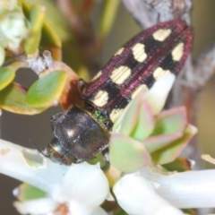 Castiarina parallela at Cavan, NSW - 15 Oct 2022