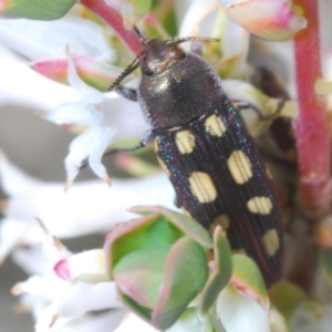 Castiarina parallela at Cavan, NSW - 15 Oct 2022