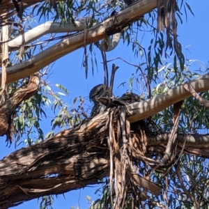 Podargus strigoides at Mawson, ACT - 15 Oct 2022 09:19 AM