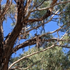 Podargus strigoides at Mawson, ACT - 15 Oct 2022 09:19 AM