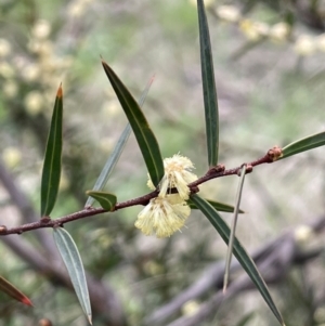 Acacia siculiformis at Rendezvous Creek, ACT - 15 Oct 2022