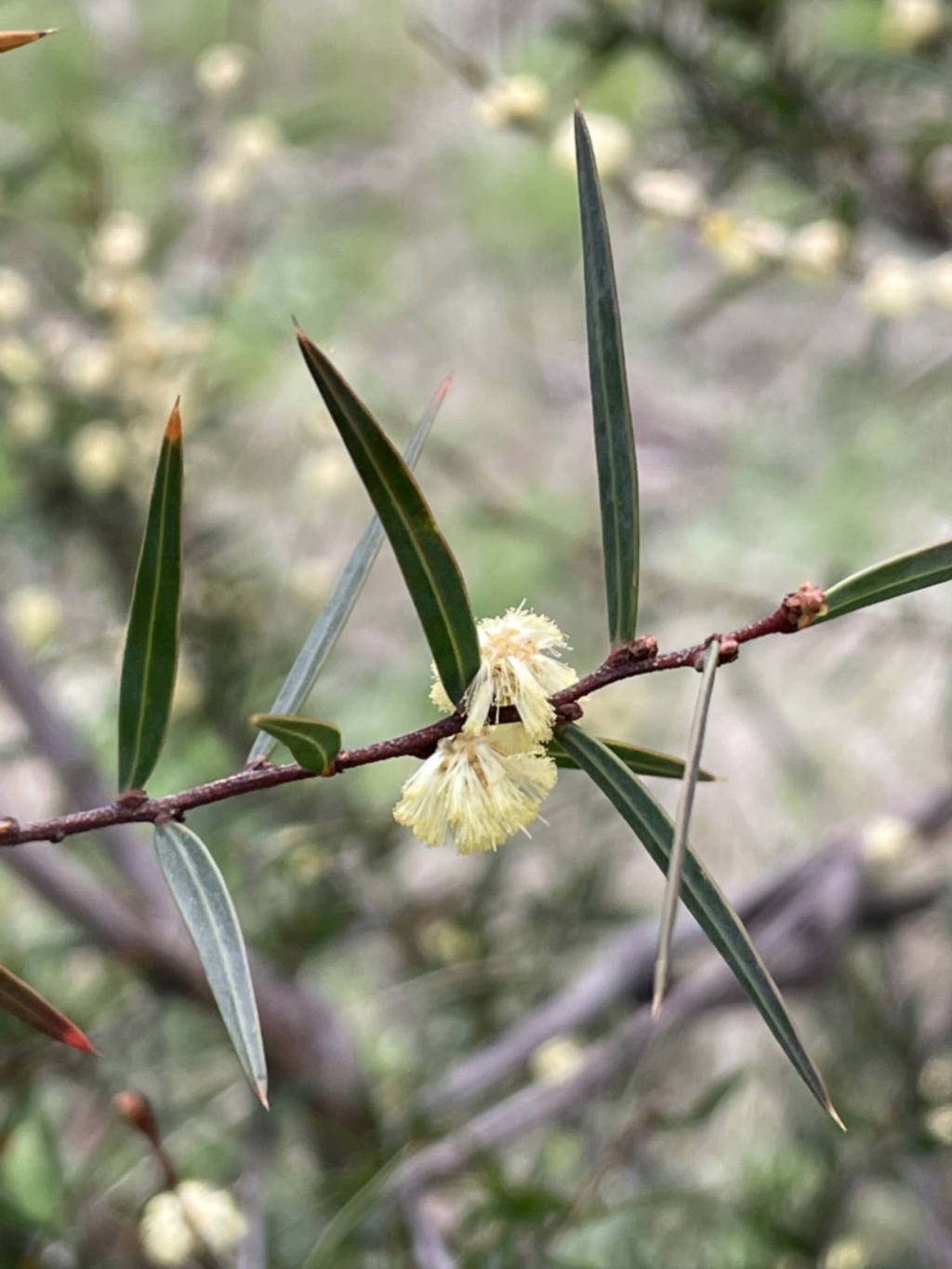 Acacia siculiformis at Rendezvous Creek, ACT - 15 Oct 2022