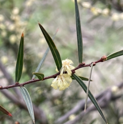 Acacia siculiformis (Dagger Wattle) at Rendezvous Creek, ACT - 15 Oct 2022 by JaneR