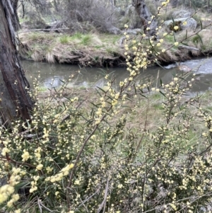 Acacia siculiformis at Rendezvous Creek, ACT - 15 Oct 2022