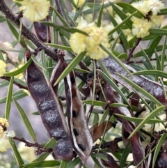 Acacia siculiformis at Rendezvous Creek, ACT - 15 Oct 2022 04:07 PM