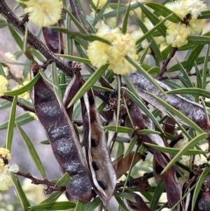 Acacia siculiformis at Rendezvous Creek, ACT - 15 Oct 2022