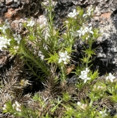 Asperula scoparia (Prickly Woodruff) at Rendezvous Creek, ACT - 15 Oct 2022 by JaneR