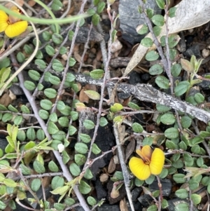 Bossiaea buxifolia at Rendezvous Creek, ACT - 15 Oct 2022