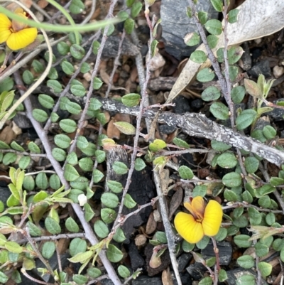 Bossiaea buxifolia (Matted Bossiaea) at Rendezvous Creek, ACT - 15 Oct 2022 by JaneR