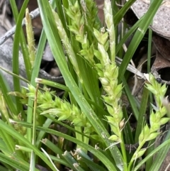 Carex breviculmis (Short-Stem Sedge) at Rendezvous Creek, ACT - 15 Oct 2022 by JaneR