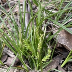 Carex breviculmis at Rendezvous Creek, ACT - 15 Oct 2022