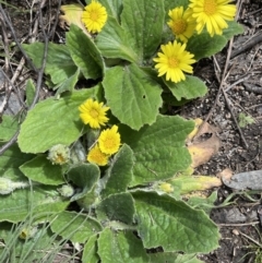 Cymbonotus sp. (preissianus or lawsonianus) (Bears Ears) at Rendezvous Creek, ACT - 15 Oct 2022 by JaneR