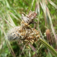 Psychidae (family) IMMATURE (Unidentified case moth or bagworm) at The Pinnacle - 15 Oct 2022 by Christine