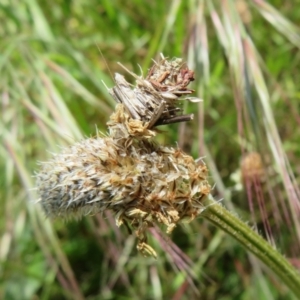 Psychidae (family) IMMATURE at Hawker, ACT - 15 Oct 2022