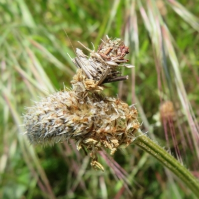 Psychidae (family) IMMATURE (Unidentified case moth or bagworm) at The Pinnacle - 15 Oct 2022 by Christine