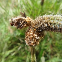 Psychidae (family) IMMATURE at Hawker, ACT - 15 Oct 2022 01:54 PM