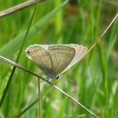 Lampides boeticus (Long-tailed Pea-blue) at Hawker, ACT - 15 Oct 2022 by Christine