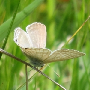 Lampides boeticus at Hawker, ACT - 15 Oct 2022