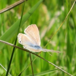 Lampides boeticus at Hawker, ACT - 15 Oct 2022 02:18 PM