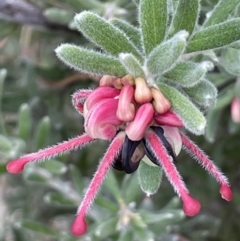 Grevillea lanigera (Woolly Grevillea) at Rendezvous Creek, ACT - 15 Oct 2022 by JaneR