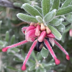 Grevillea lanigera at Rendezvous Creek, ACT - 15 Oct 2022 03:58 PM