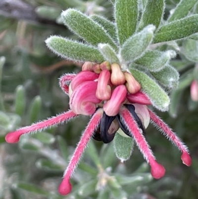 Grevillea lanigera (Woolly Grevillea) at Rendezvous Creek, ACT - 15 Oct 2022 by JaneR