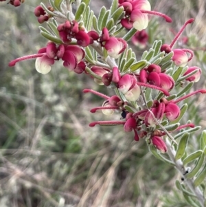 Grevillea lanigera at Rendezvous Creek, ACT - 15 Oct 2022 03:58 PM