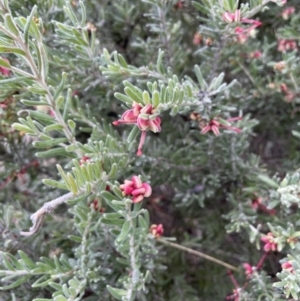 Grevillea lanigera at Rendezvous Creek, ACT - 15 Oct 2022 03:58 PM