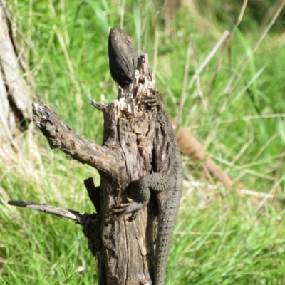 Pogona barbata (Eastern Bearded Dragon) at Ainslie, ACT - 15 Oct 2022 by Christine