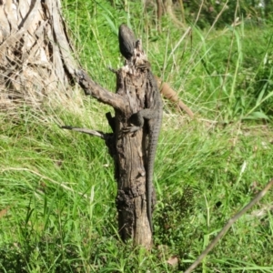 Pogona barbata at Ainslie, ACT - 15 Oct 2022