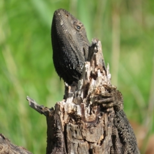 Pogona barbata at Ainslie, ACT - 15 Oct 2022