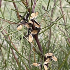 Hakea microcarpa (Small-fruit Hakea) at Rendezvous Creek, ACT - 15 Oct 2022 by JaneR