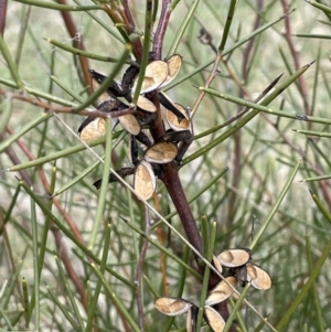 Hakea microcarpa at Rendezvous Creek, ACT - 15 Oct 2022 02:56 PM