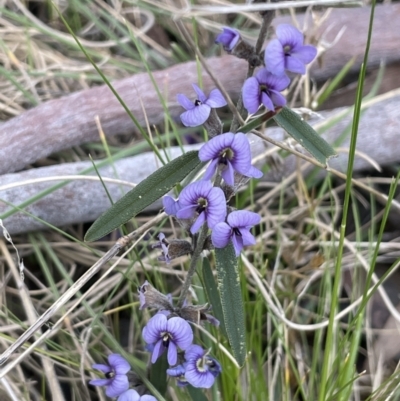 Hovea heterophylla (Common Hovea) at Rendezvous Creek, ACT - 15 Oct 2022 by JaneR