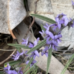 Hovea heterophylla at Rendezvous Creek, ACT - 15 Oct 2022